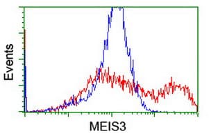 MEIS3 Antibody (clone OTI3A7)