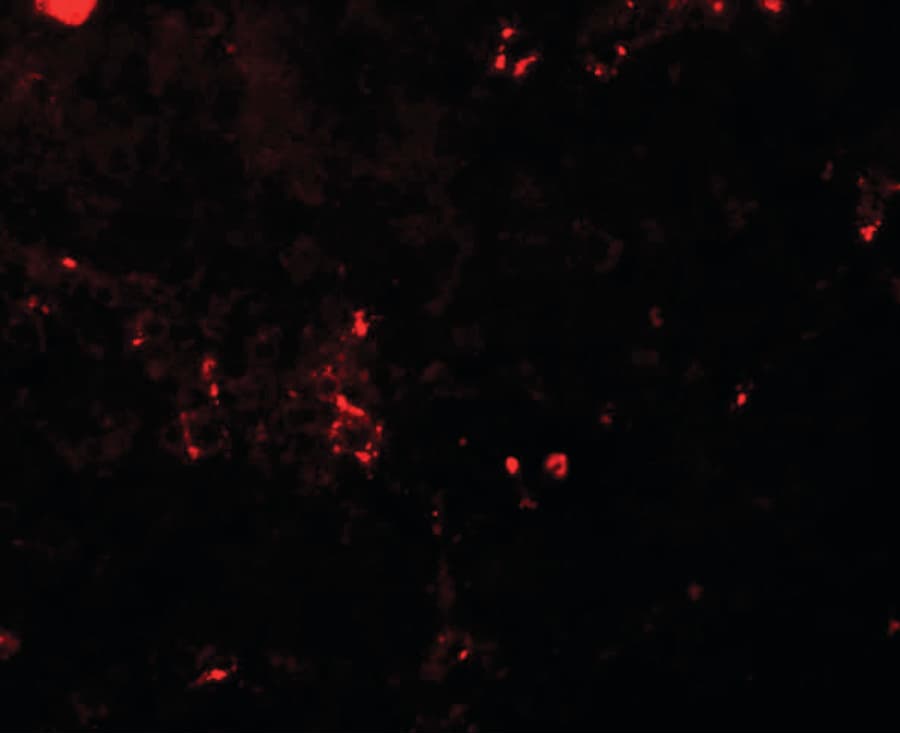 IHC-plus™ BCAS2 Antibody