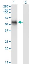 GAK Antibody (clone 4C10)
