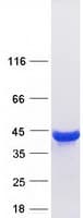 Human ALDOA / Aldolase A Protein (Recombinant Myc-DDK (Flag))