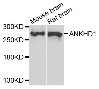 ANKHD1 Antibody