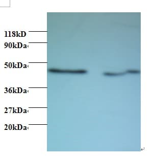 MAPK14 / p38 Antibody (HRP)