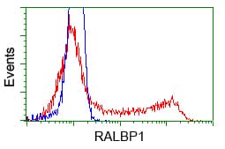 RIP1 / RALBP1 Antibody (clone OTI1C8)