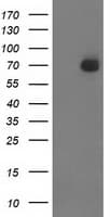 SH2B3 / LNK Antibody (clone OTI1F6)