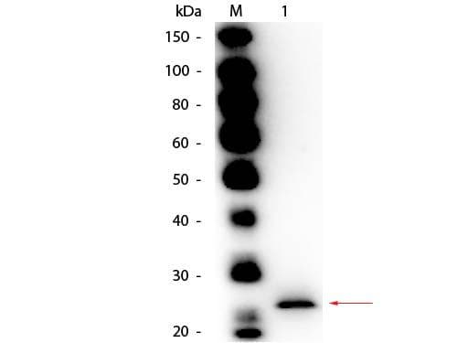 Papain Antibody (Lyophilized, Biotin)