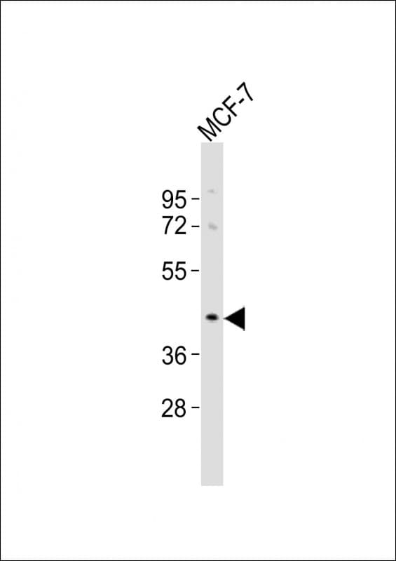 OR5A1 Antibody (aa301-335)