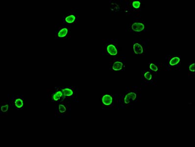 HIST1H3A Antibody