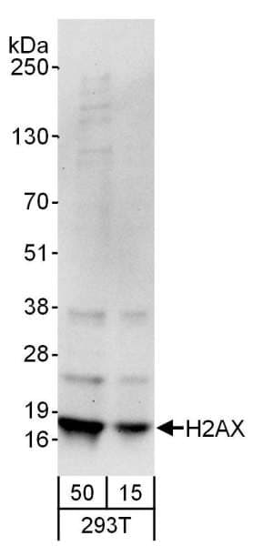 H2AFX / H2AX Antibody (C-Terminus)