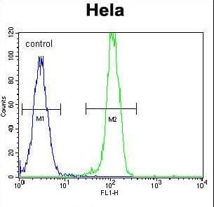 Polyclonal Rabbit anti-Human AKT2 Antibody (aa416-444, IHC, IF, WB)