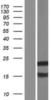 EMX2 Protein (Over-Expression Lysate Myc-DDK (Flag))
