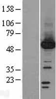 PPM1F Protein (Over-Expression Lysate Myc-DDK (Flag))