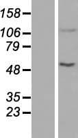 ACAD10 Protein (Over-Expression Lysate Myc-DDK (Flag))