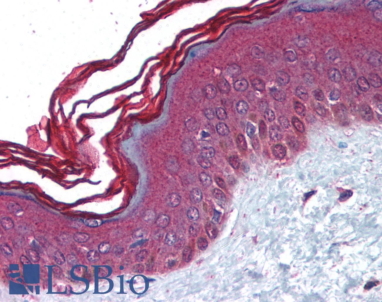 IHC-plus™ PERP Antibody