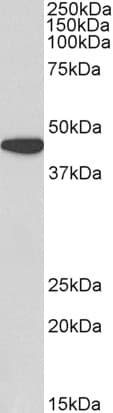 IHC-plus™ AMACR / P504S Antibody (aa312-326)