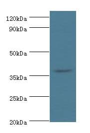 HDAC11 Antibody (aa1-347)