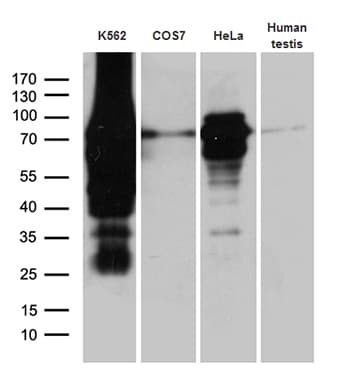 RACGAP1 / MGCRACGAP Antibody (aa123-238, clone OTI3A5)