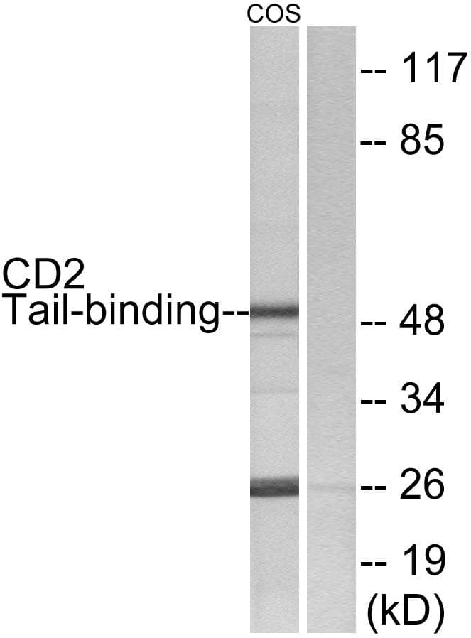 CD2BP2 Antibody