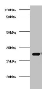 COPS7A Antibody (aa2-275)