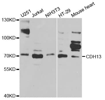 CDH13 / Cadherin 13 Antibody