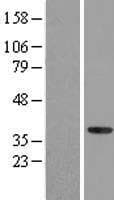 NFYA Protein (Over-Expression Lysate Myc-DDK (Flag))