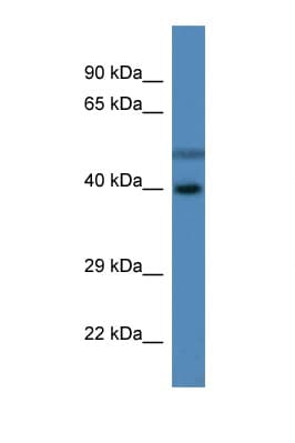 HSDL1 Antibody (C-Terminus)