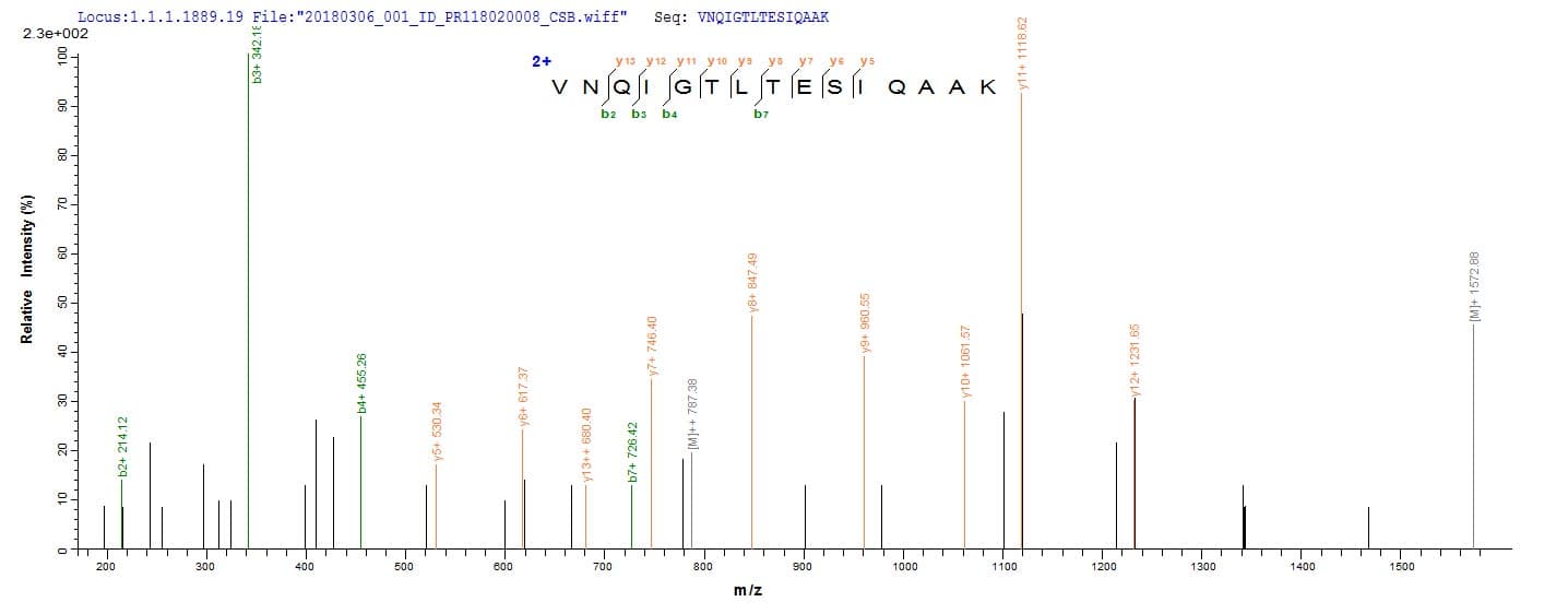 Aspergillus fumigatus ENO1 / Alpha Enolase Protein (Recombinant 6His, N-terminus)