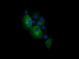 PIK3CG / PI3K Gamma Antibody (clone OTI4B6, Carrier-free)