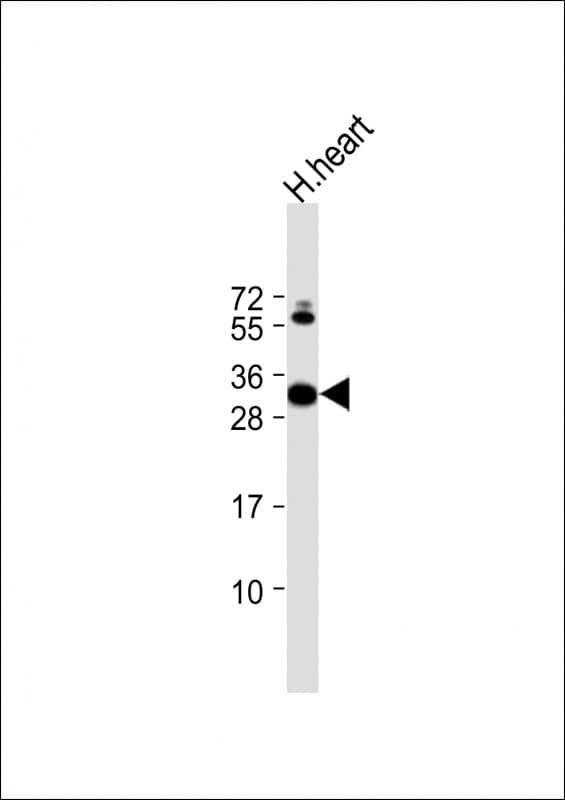 CLIC2 Antibody (aa105-137)