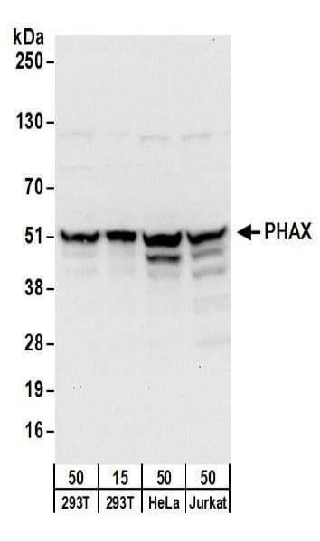 PHAX Antibody (aa344-394)