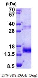 Human OLFM1 Protein (Recombinant His)