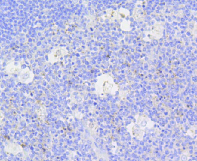 CASP3 / Caspase 3 Antibody