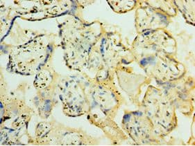 ORC4L / ORC4 Antibody (aa187-436)