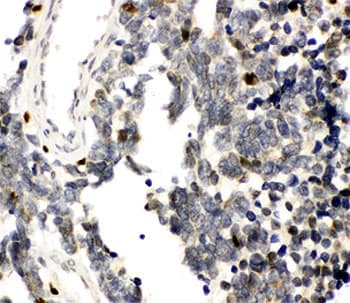 RUNX3 Antibody (aa128-270)