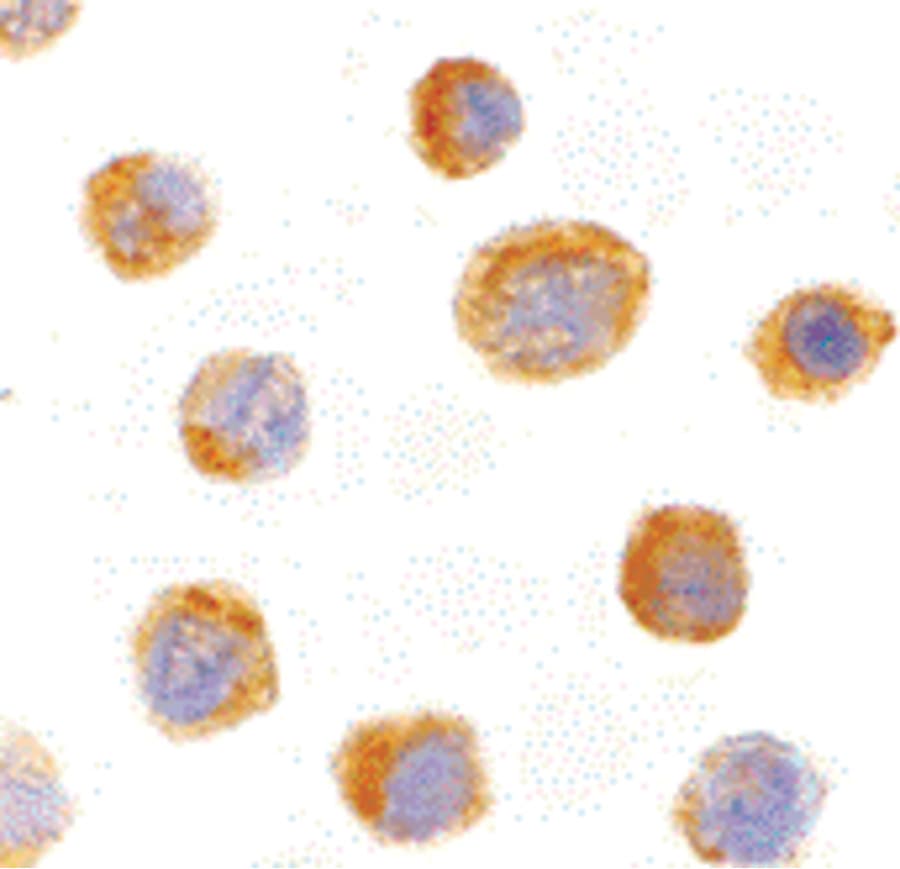 IHC-plus™ IL27 Antibody