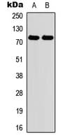 Polyclonal Rabbit anti-Human MPO / Myeloperoxidase Antibody (N-Terminus, WB)