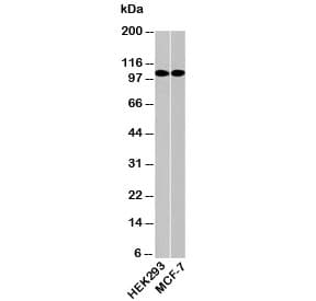 KDM1A / LSD1 Antibody