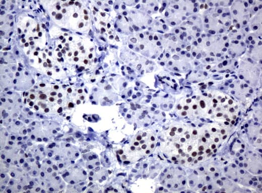 JUN / c-Jun Antibody (clone UMAB49, Carrier-free)