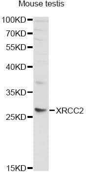 XRCC2 Antibody
