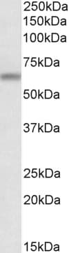 IHC-plus™ ATG16L1 / ATG16L Antibody (aa548-562)