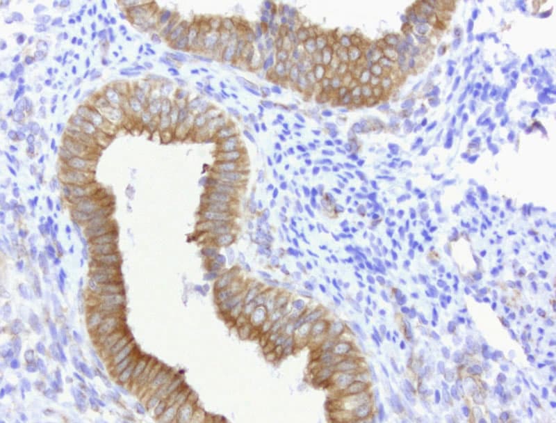 CDH2 / N Cadherin Antibody (clone UMAB23, Carrier-free)