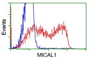 MICAL1 / MICAL Antibody (clone OTI6H4)