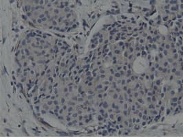 SH3GL1 / EEN Antibody (clone OTI3F8, Carrier-free)