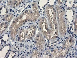 UNG / Uracil DNA Glycosylase Antibody (clone OTI1B6, Carrier-free)