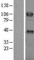 Human TYRO3 Protein (Over-Expression Lysate Myc-DDK (Flag))