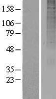 Human OR13A1 Protein (Over-Expression Lysate Myc-DDK (Flag))