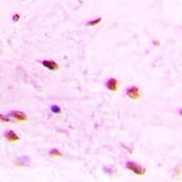ID3 Antibody