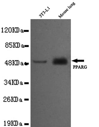 Monoclonal Mouse anti-Human PPARG / PPAR Gamma Antibody (C-Terminus, WB)