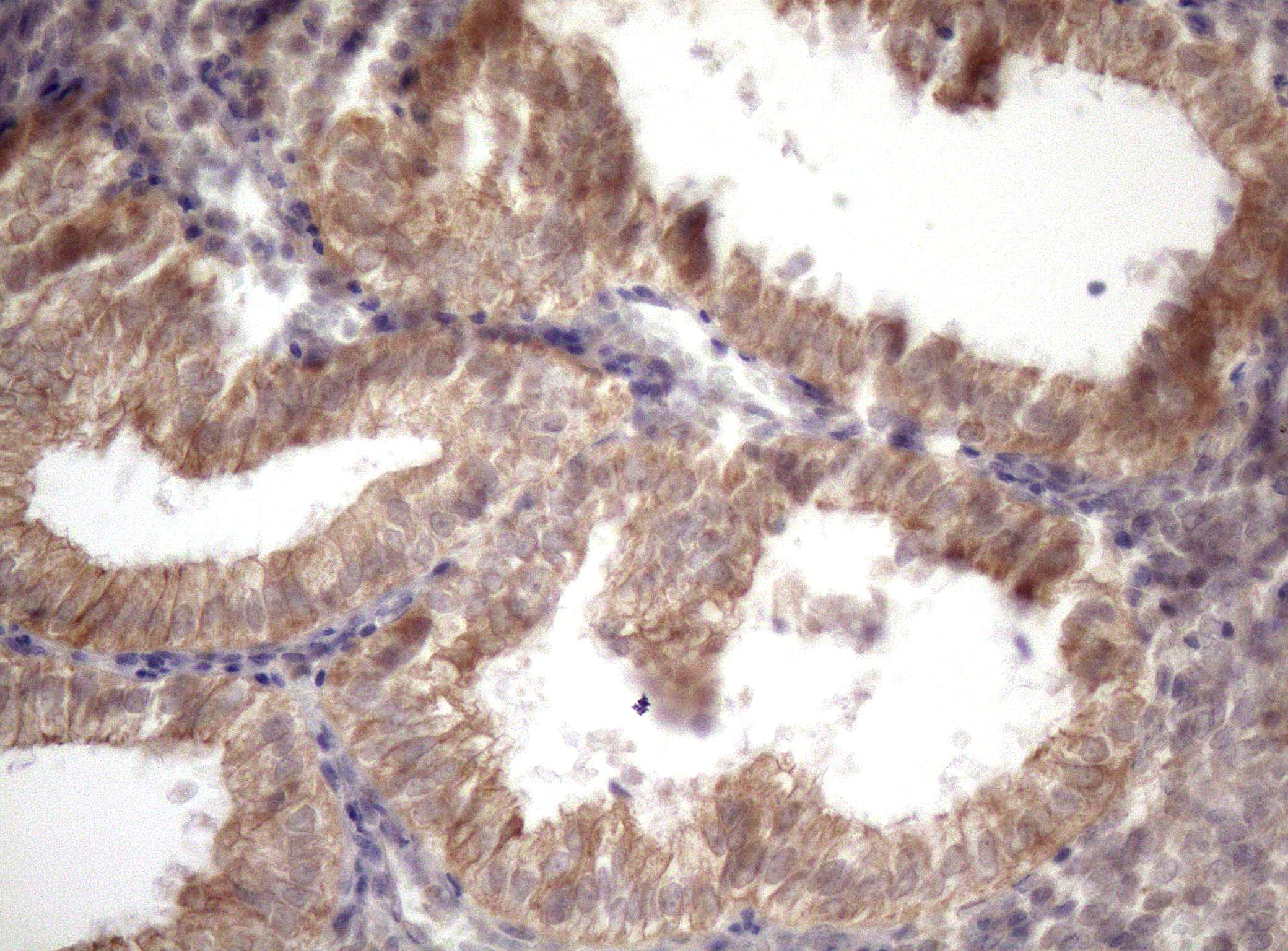 AMTN Antibody (clone OTI2D9, Carrier-free)