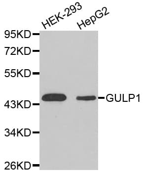 Polyclonal Rabbit anti-Human CED6 / GULP1 Antibody (WB)