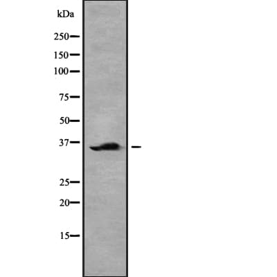 OR5V1 Antibody